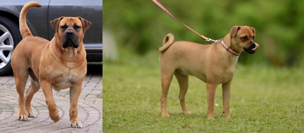 Muggin vs Boerboel - Breed Comparison
