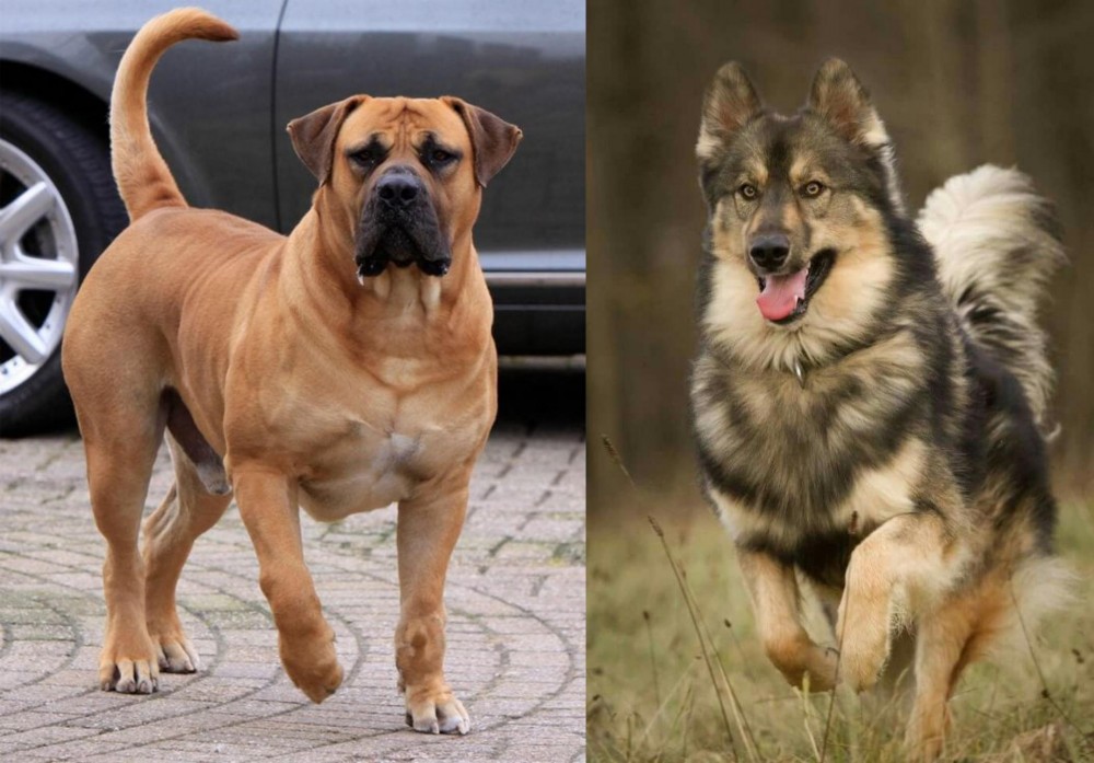 Native American Indian Dog vs Boerboel - Breed Comparison