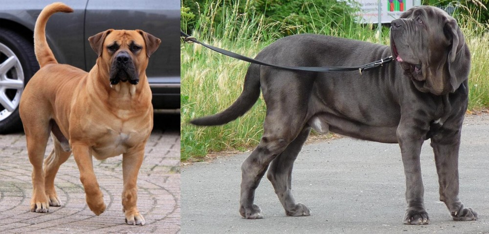 Neapolitan Mastiff vs Boerboel - Breed Comparison