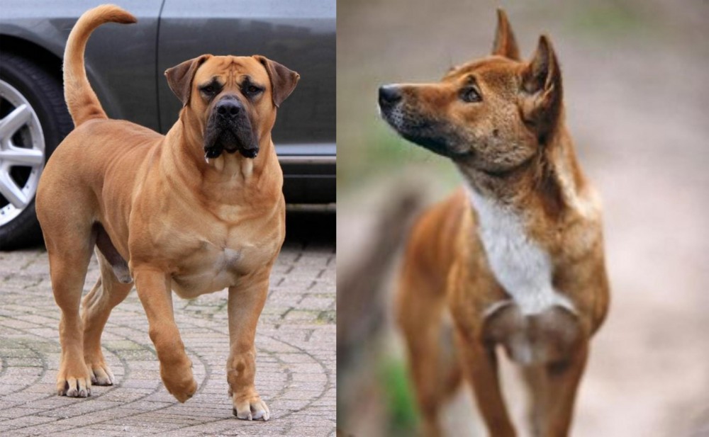 New Guinea Singing Dog vs Boerboel - Breed Comparison