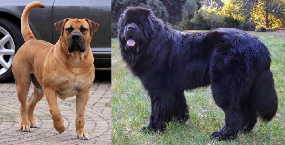 Newfoundland Dog vs Boerboel - Breed Comparison