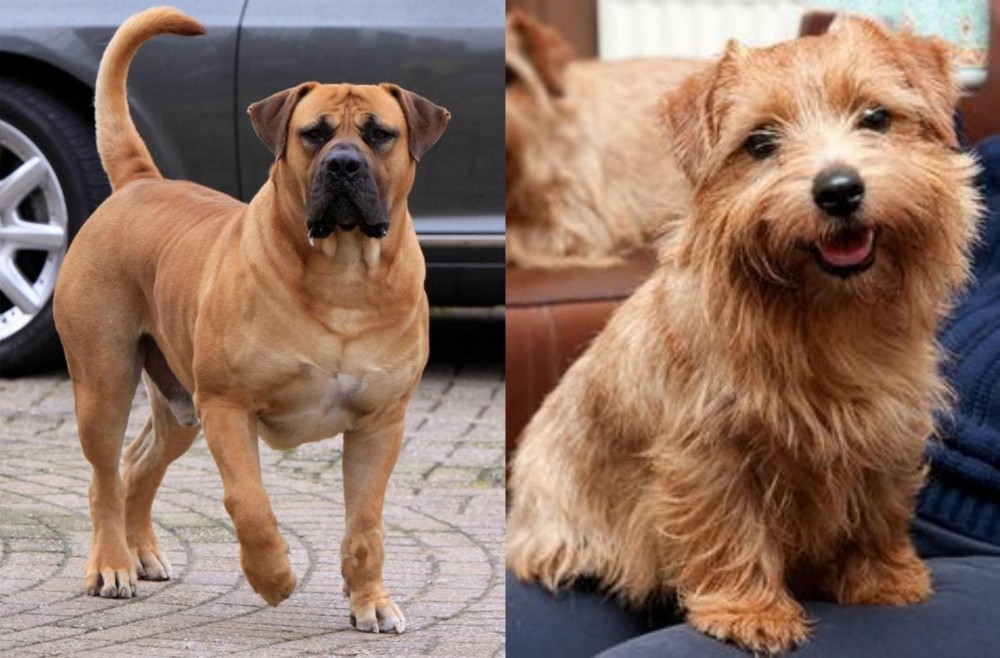 Norfolk Terrier vs Boerboel - Breed Comparison
