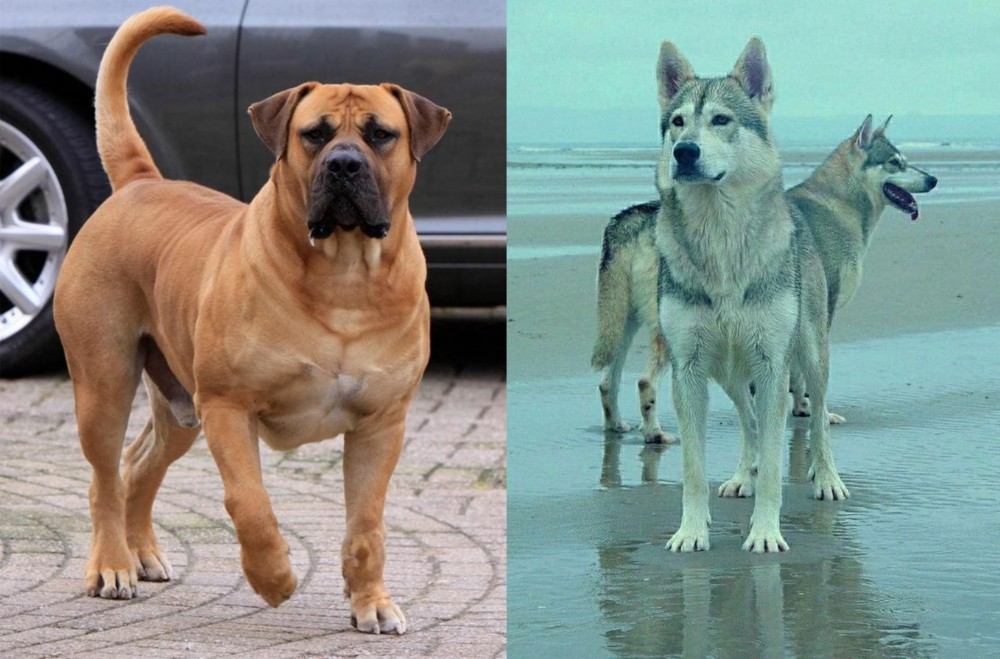 Northern Inuit Dog vs Boerboel - Breed Comparison
