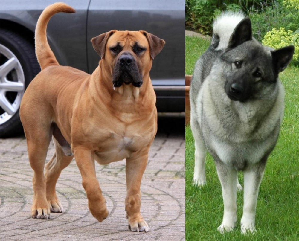 Norwegian Elkhound vs Boerboel - Breed Comparison