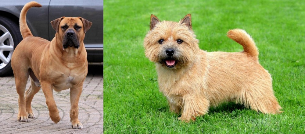 Norwich Terrier vs Boerboel - Breed Comparison