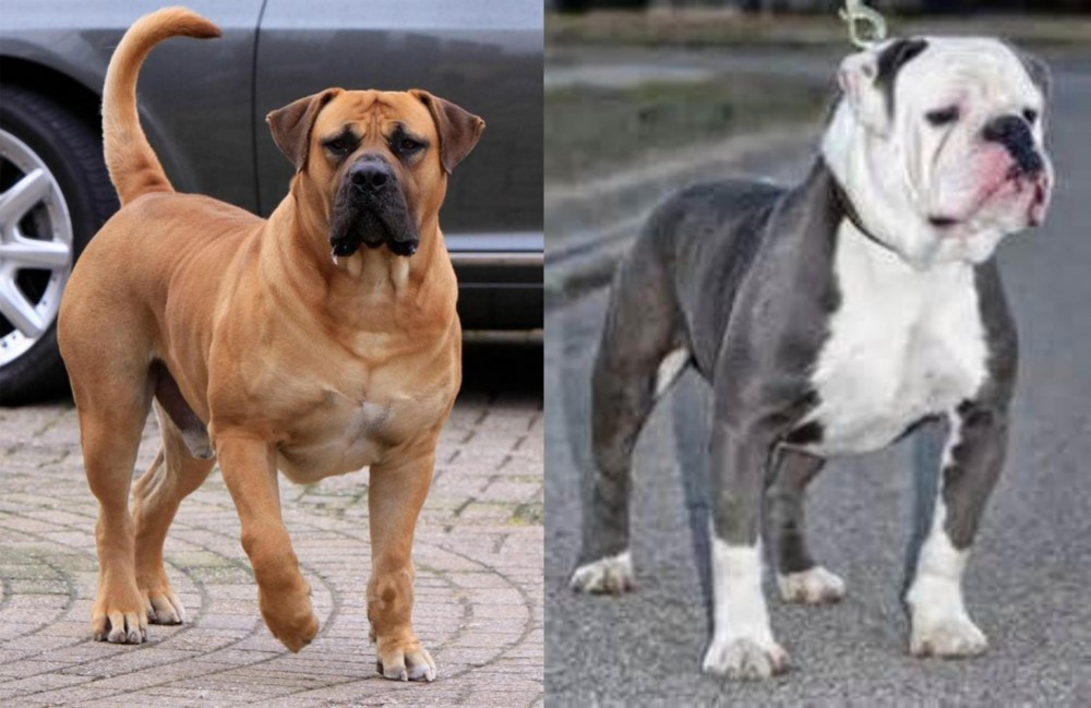 Old English Bulldog vs Boerboel - Breed Comparison