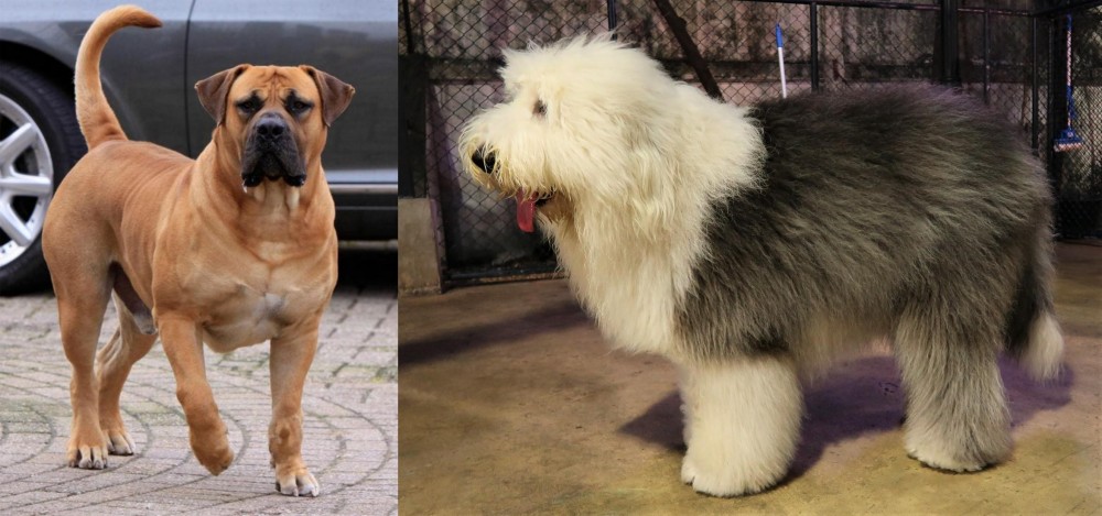 Old English Sheepdog vs Boerboel - Breed Comparison