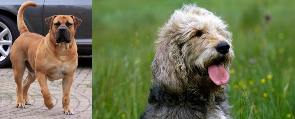 Otterhound vs Boerboel - Breed Comparison