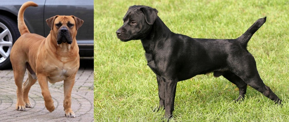 Patterdale Terrier vs Boerboel - Breed Comparison