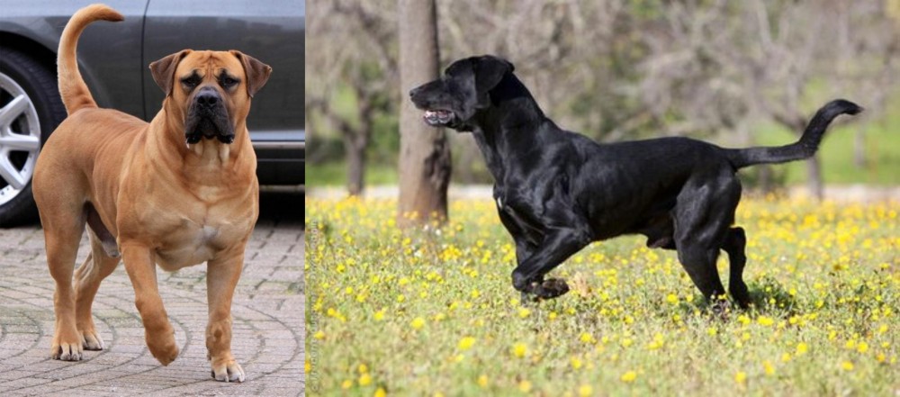 Perro de Pastor Mallorquin vs Boerboel - Breed Comparison