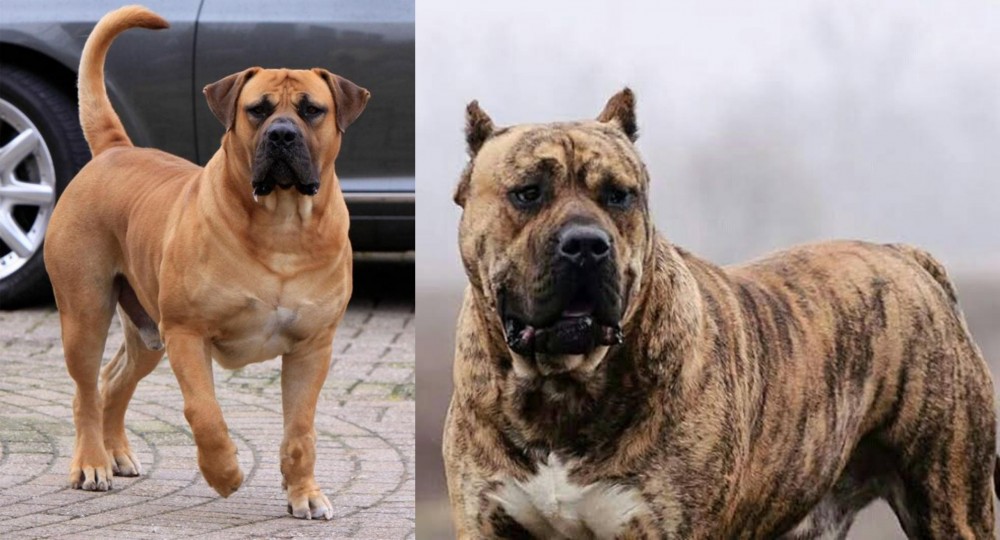 Perro de Presa Canario vs Boerboel - Breed Comparison