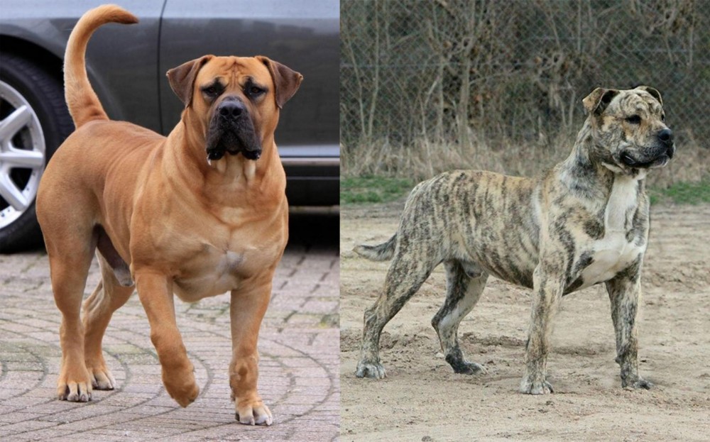 Perro de Presa Mallorquin vs Boerboel - Breed Comparison