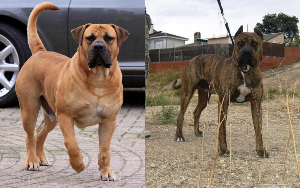 Perro de Toro vs Boerboel - Breed Comparison
