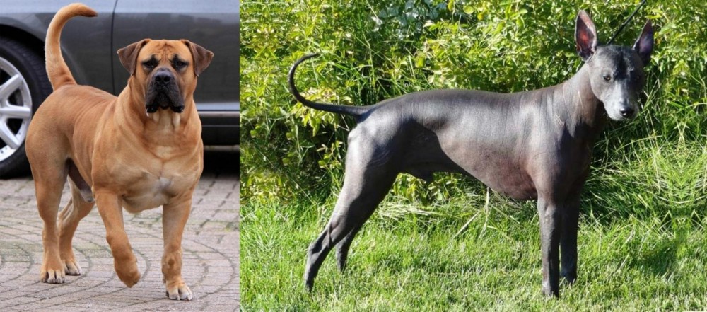 Peruvian Hairless vs Boerboel - Breed Comparison