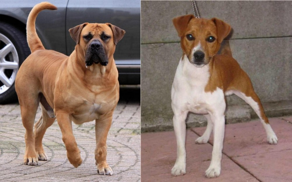 Plummer Terrier vs Boerboel - Breed Comparison