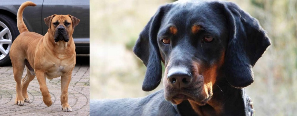 Polish Hunting Dog vs Boerboel - Breed Comparison