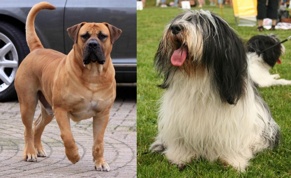 Polish Lowland Sheepdog vs Boerboel - Breed Comparison
