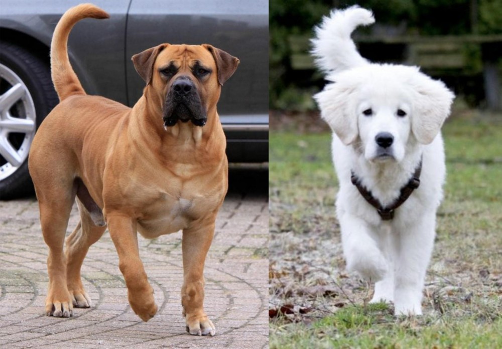 Polish Tatra Sheepdog vs Boerboel - Breed Comparison