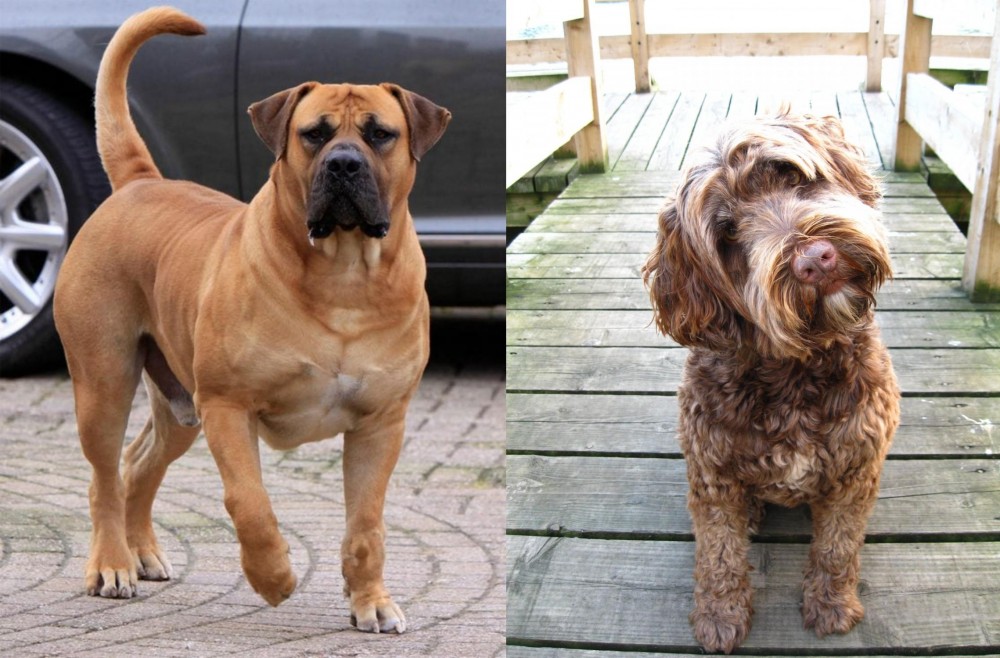 Portuguese Water Dog vs Boerboel - Breed Comparison