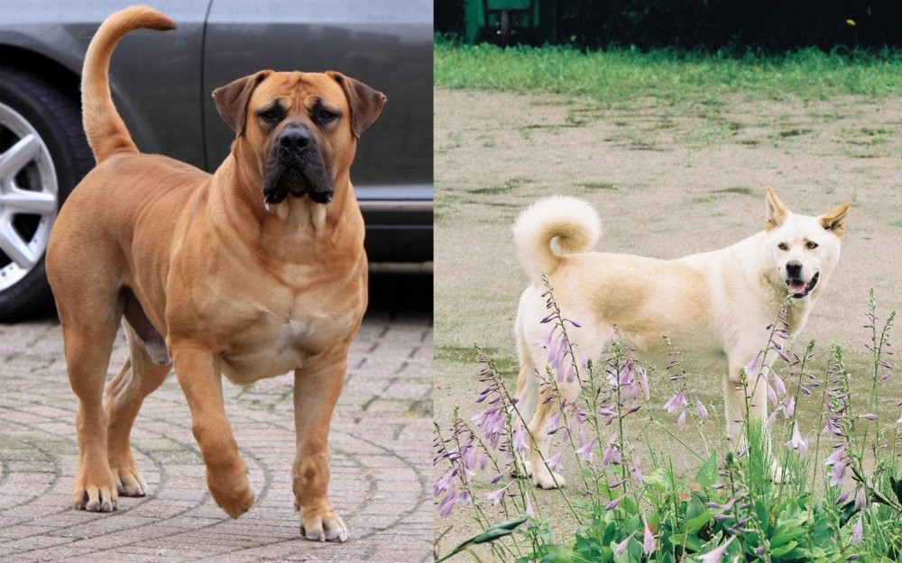 Pungsan Dog vs Boerboel - Breed Comparison
