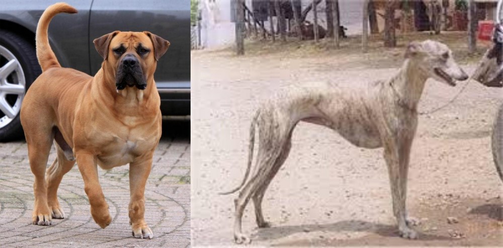 Rampur Greyhound vs Boerboel - Breed Comparison