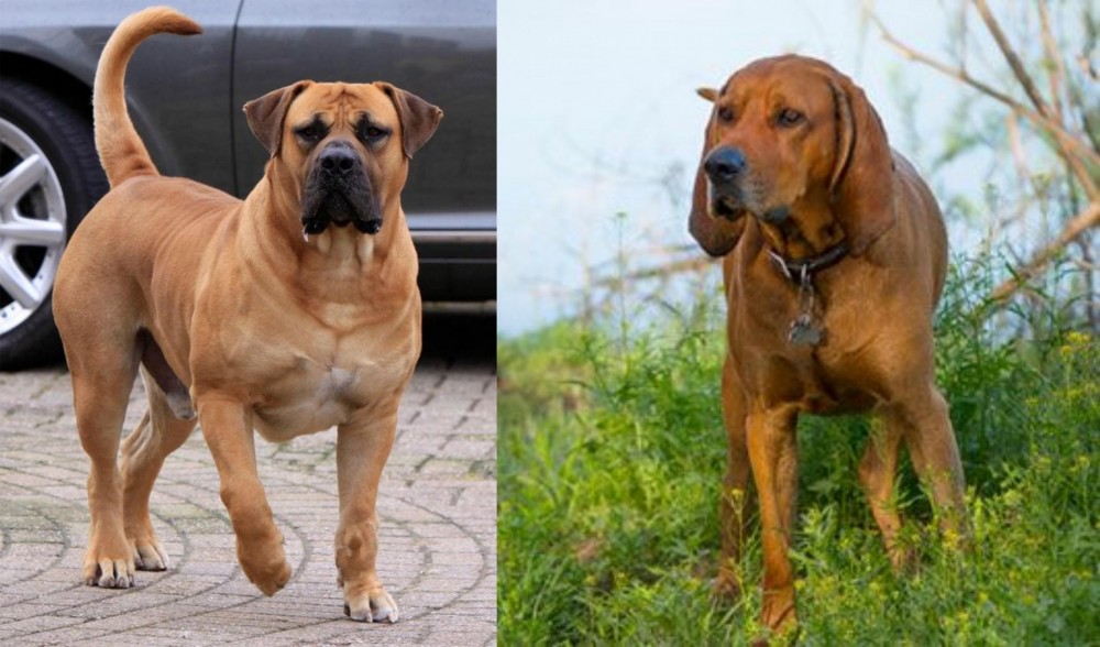 Redbone Coonhound vs Boerboel - Breed Comparison