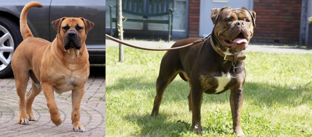 Renascence Bulldogge vs Boerboel - Breed Comparison