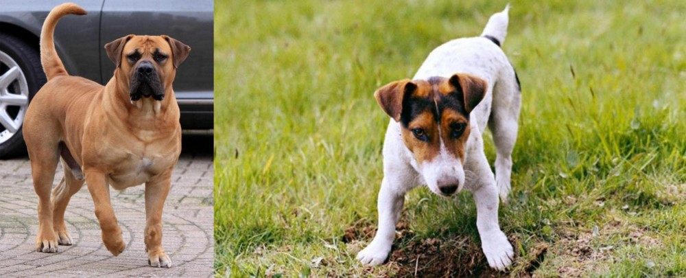 Russell Terrier vs Boerboel - Breed Comparison