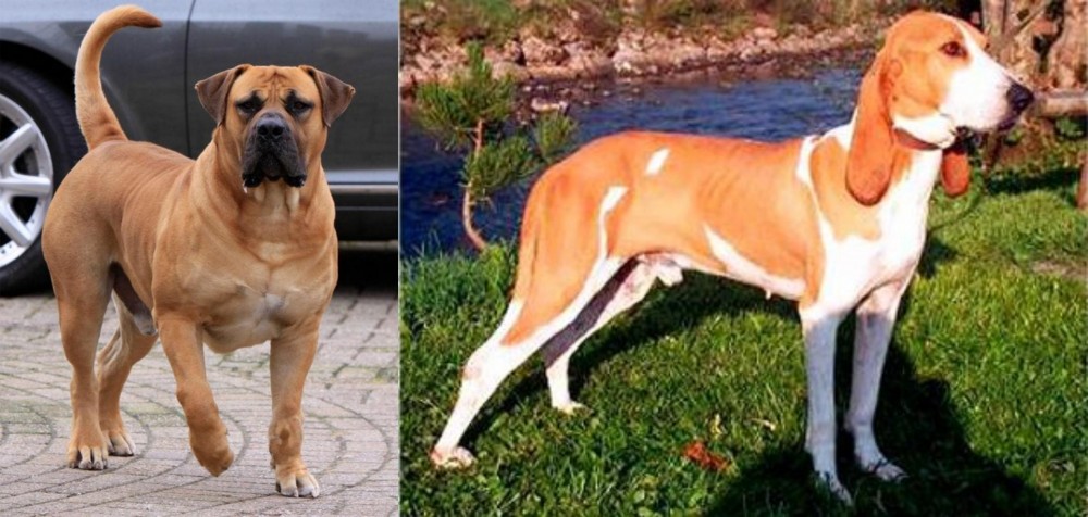 Schweizer Laufhund vs Boerboel - Breed Comparison