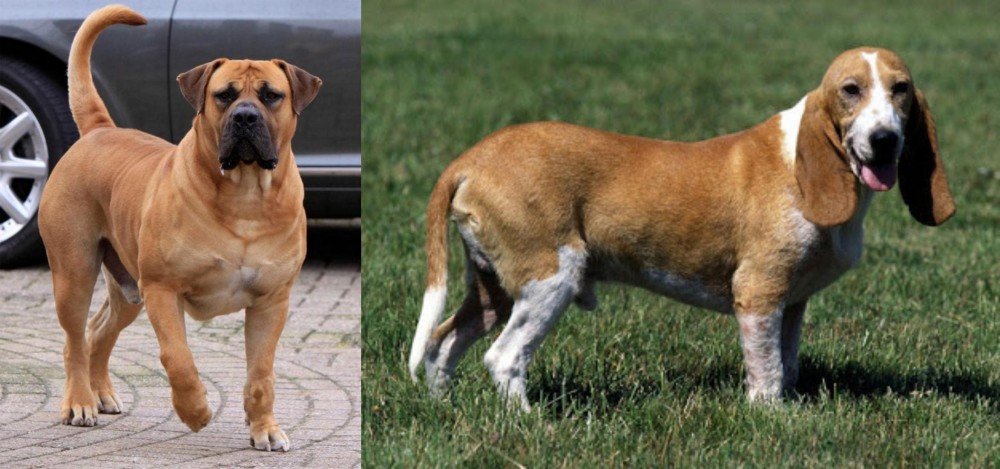 Schweizer Niederlaufhund vs Boerboel - Breed Comparison