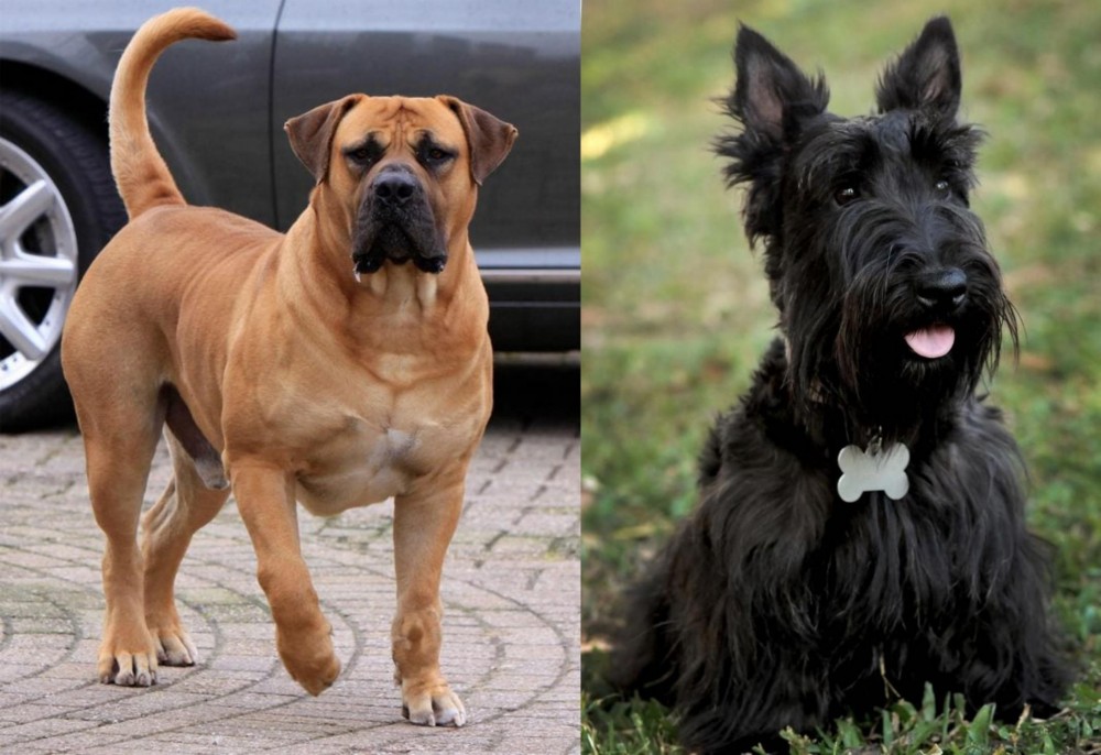 Scoland Terrier vs Boerboel - Breed Comparison