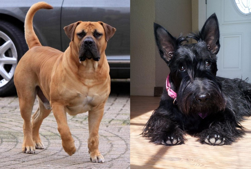 Scottish Terrier vs Boerboel - Breed Comparison