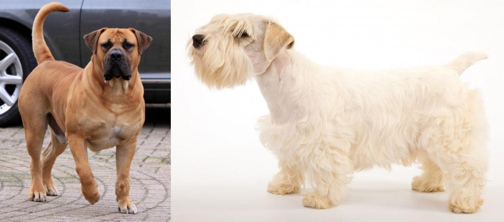 Sealyham Terrier vs Boerboel - Breed Comparison
