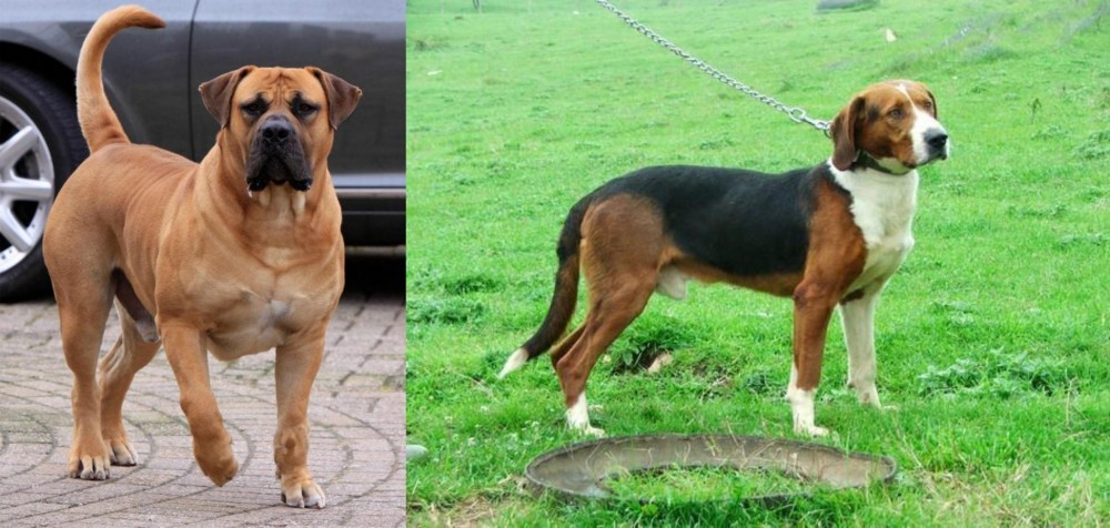 Serbian Tricolour Hound vs Boerboel - Breed Comparison