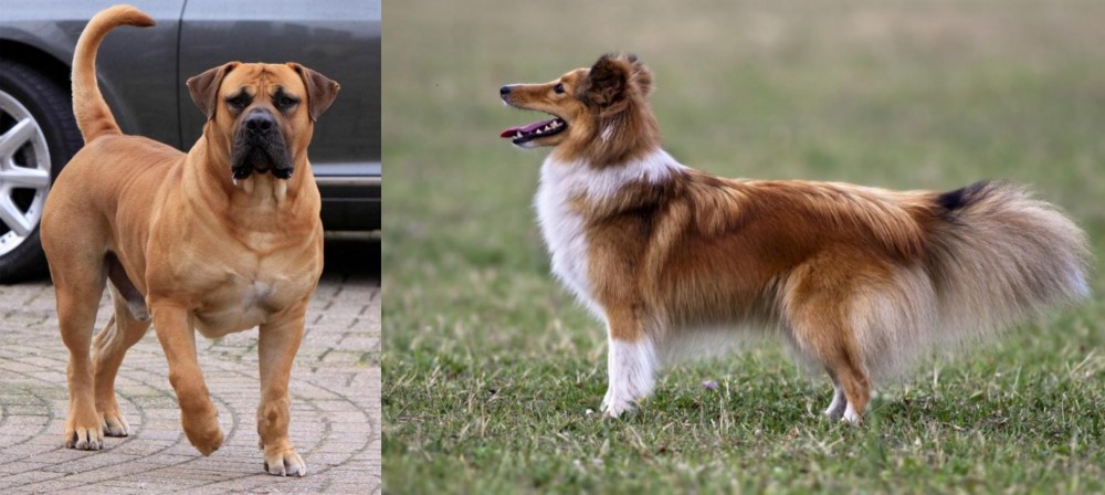 Shetland Sheepdog vs Boerboel - Breed Comparison