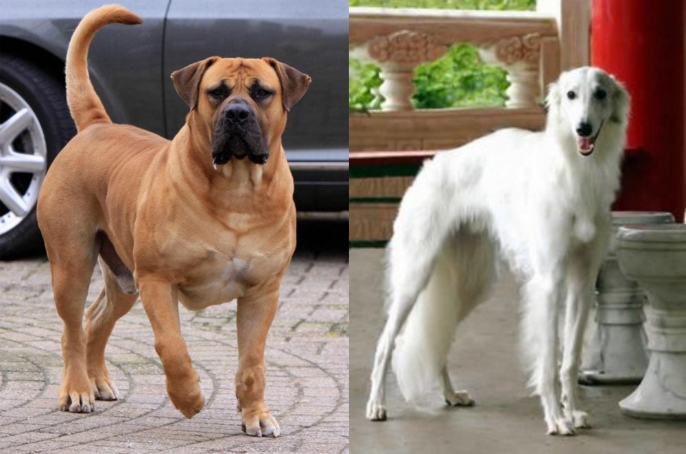 Silken Windhound vs Boerboel - Breed Comparison