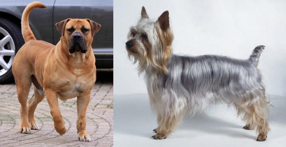 Silky Terrier vs Boerboel - Breed Comparison