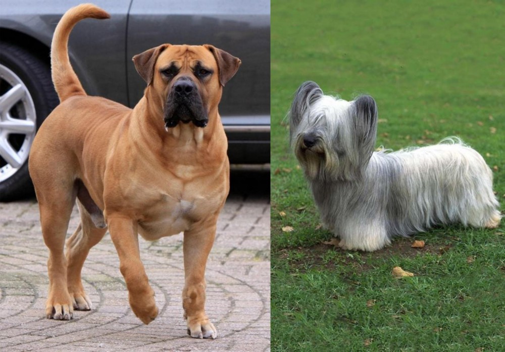 Skye Terrier vs Boerboel - Breed Comparison