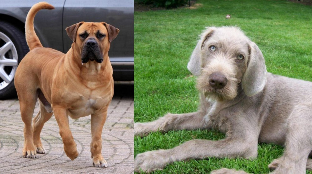 Slovakian Rough Haired Pointer vs Boerboel - Breed Comparison