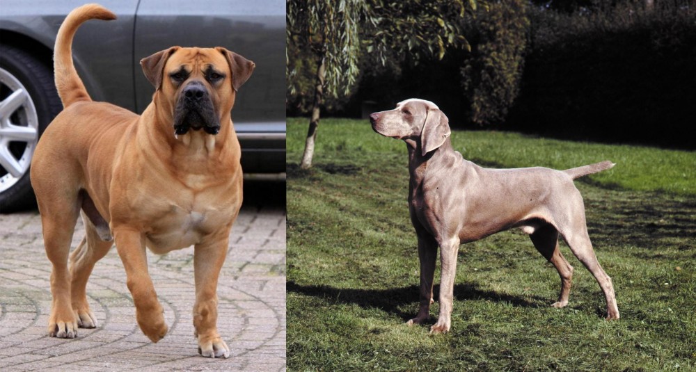 Smooth Haired Weimaraner vs Boerboel - Breed Comparison