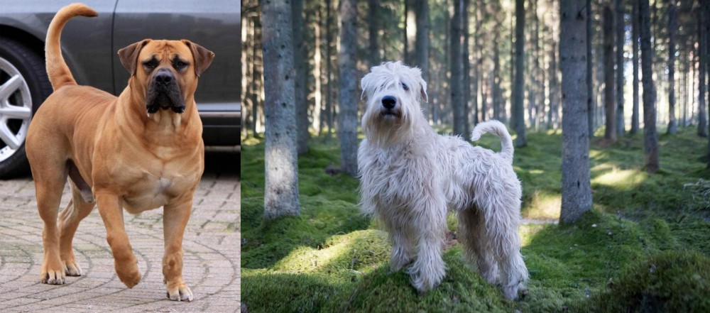 Soft-Coated Wheaten Terrier vs Boerboel - Breed Comparison