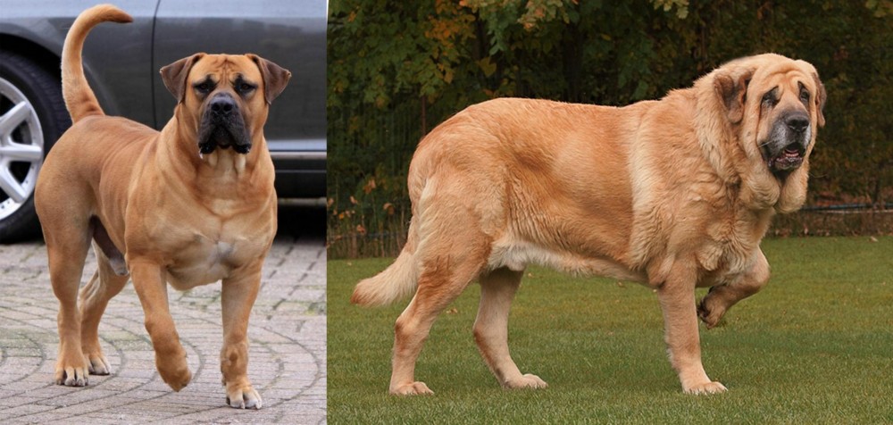 Spanish Mastiff vs Boerboel - Breed Comparison