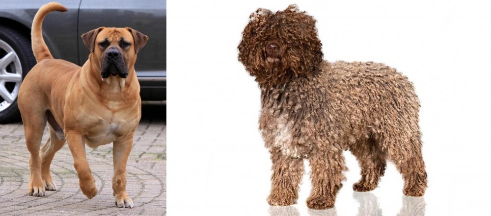 Spanish Water Dog vs Boerboel - Breed Comparison