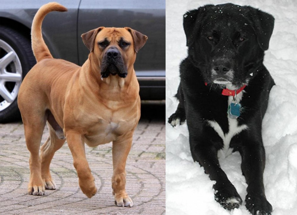 St. John's Water Dog vs Boerboel - Breed Comparison