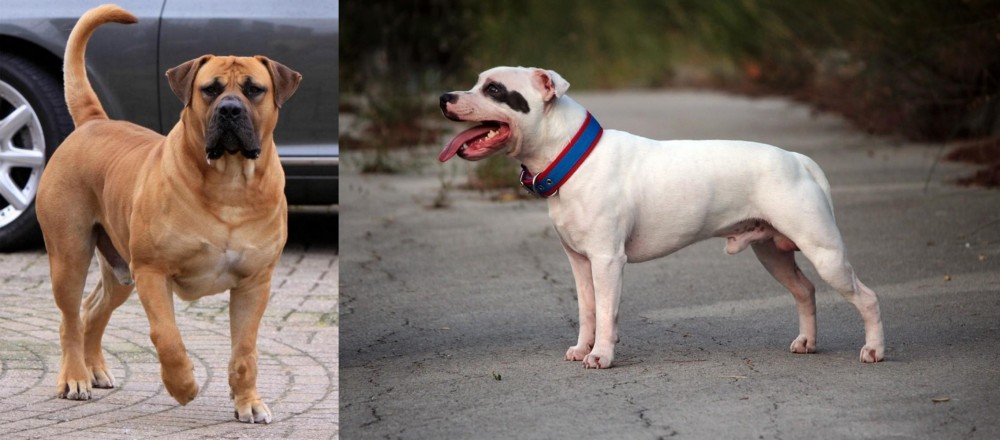 Staffordshire Bull Terrier vs Boerboel - Breed Comparison
