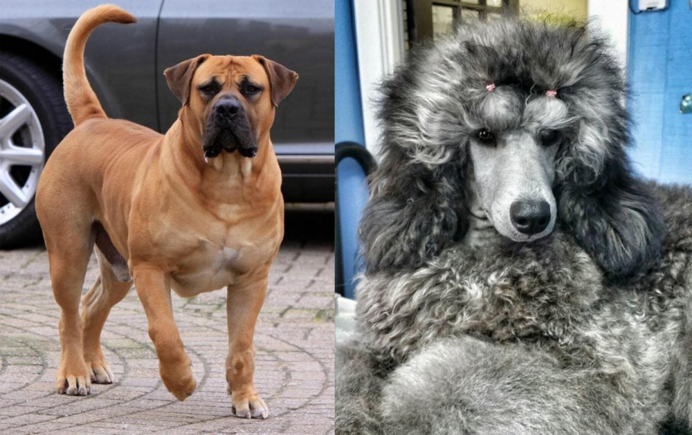 Standard Poodle vs Boerboel - Breed Comparison