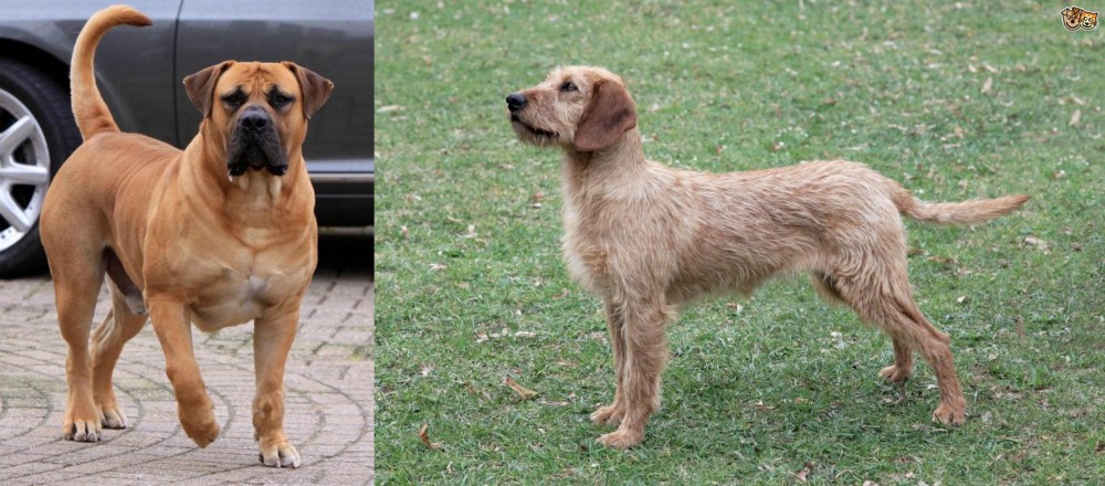 Styrian Coarse Haired Hound vs Boerboel - Breed Comparison
