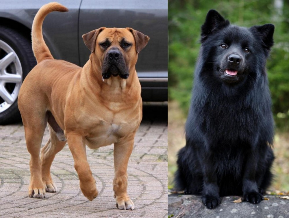 Swedish Lapphund vs Boerboel - Breed Comparison