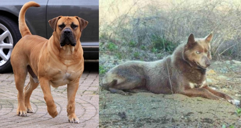 Tahltan Bear Dog vs Boerboel - Breed Comparison