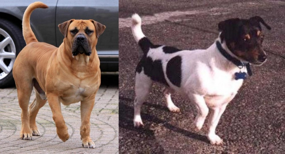 Teddy Roosevelt Terrier vs Boerboel - Breed Comparison
